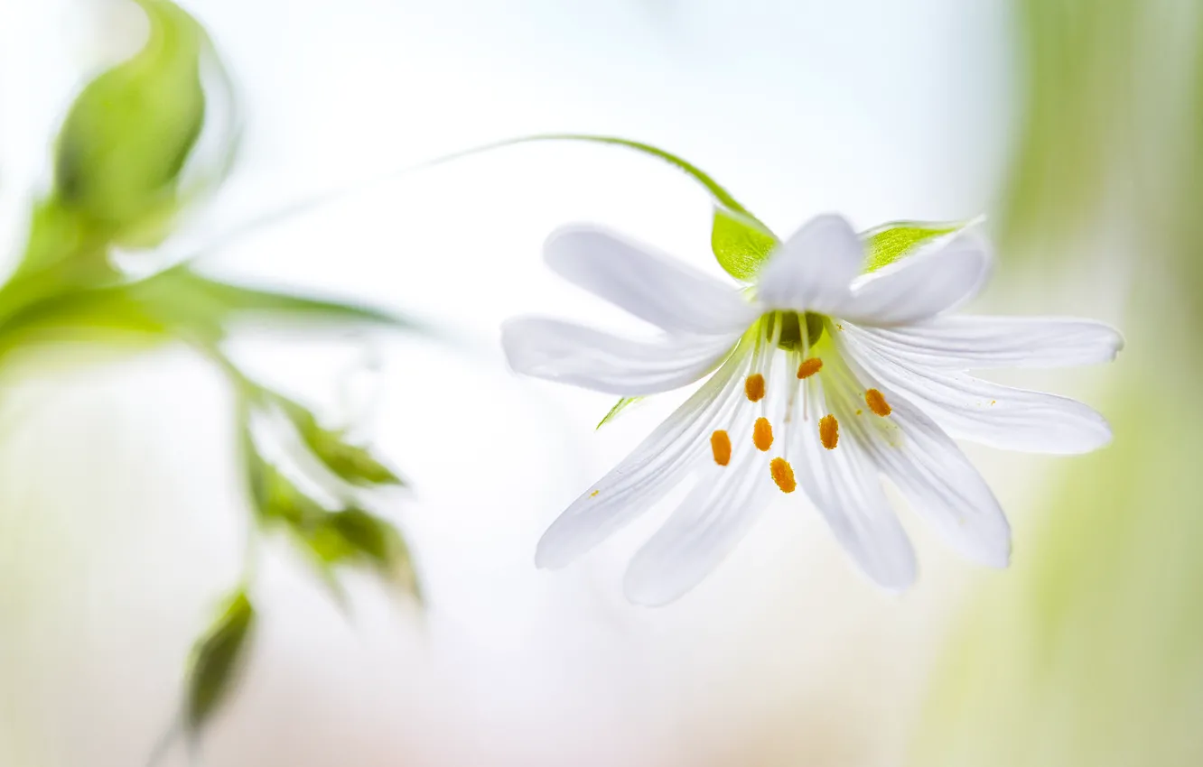 Photo wallpaper flowers, petals, stem, stamens