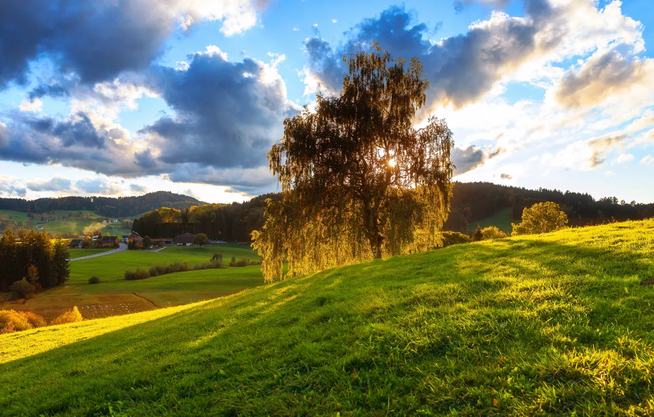 Photo wallpaper greens, the sun, light, trees, nature, branch, birch
