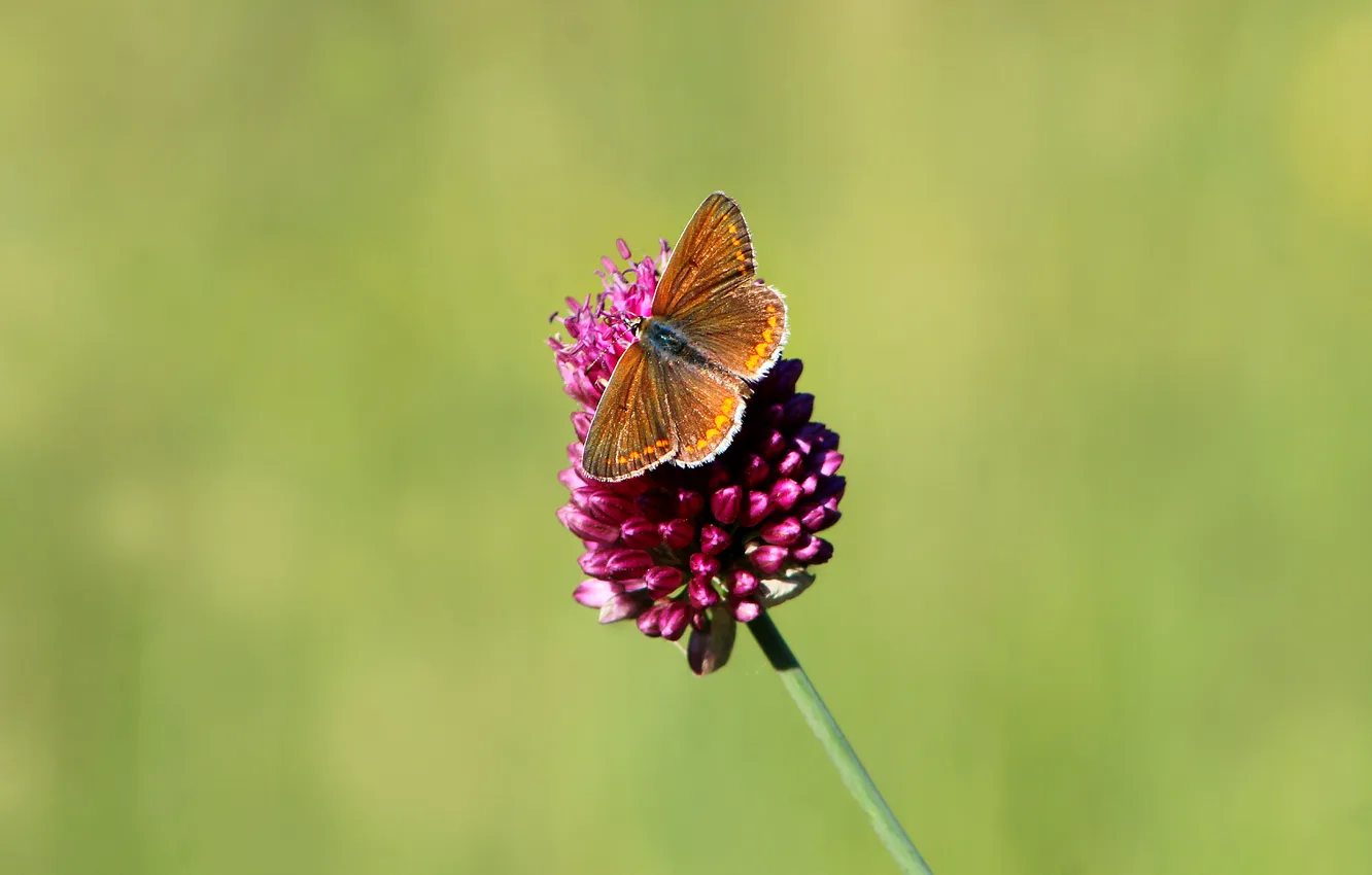 Photo wallpaper butterfly, plant, insect