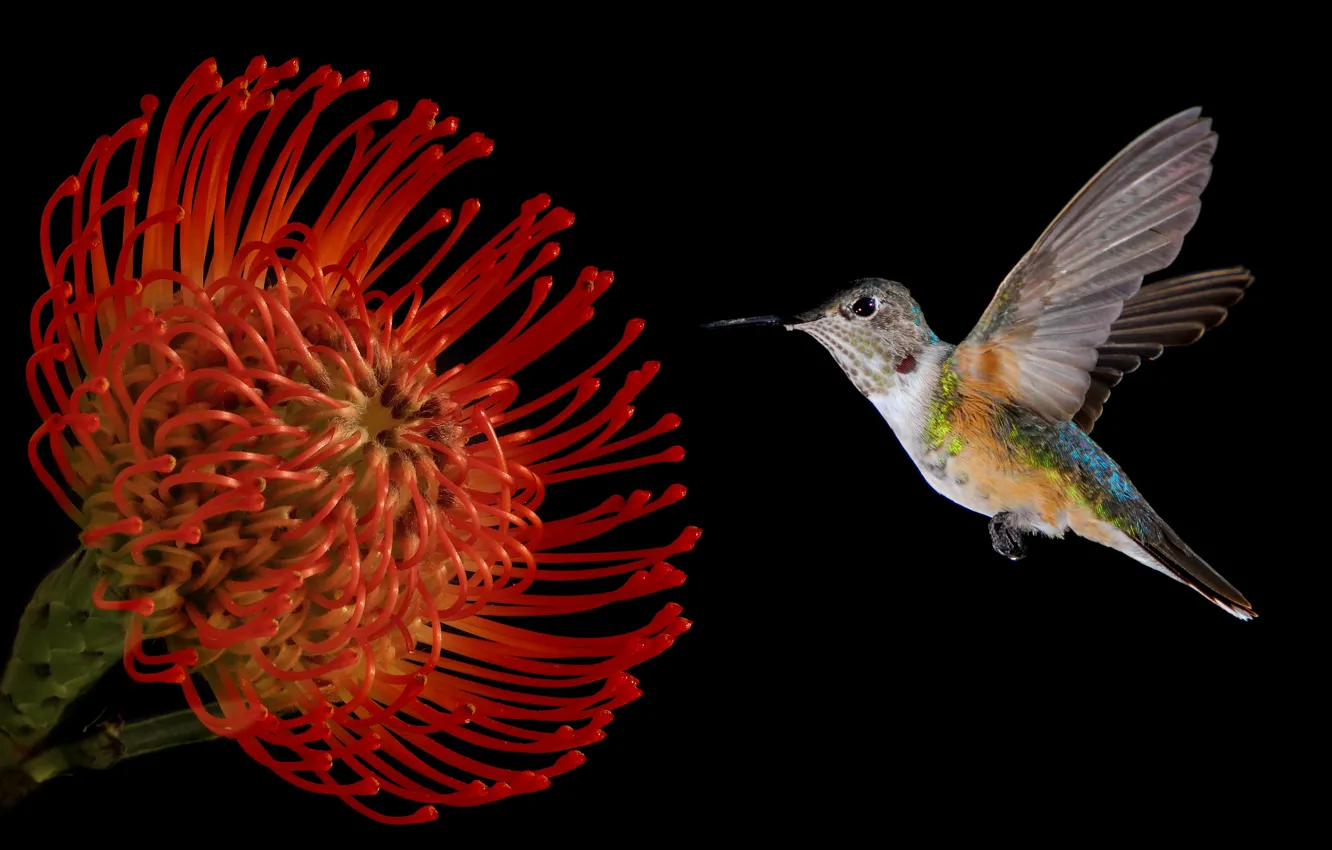 Photo wallpaper flower, background, bird, Hummingbird