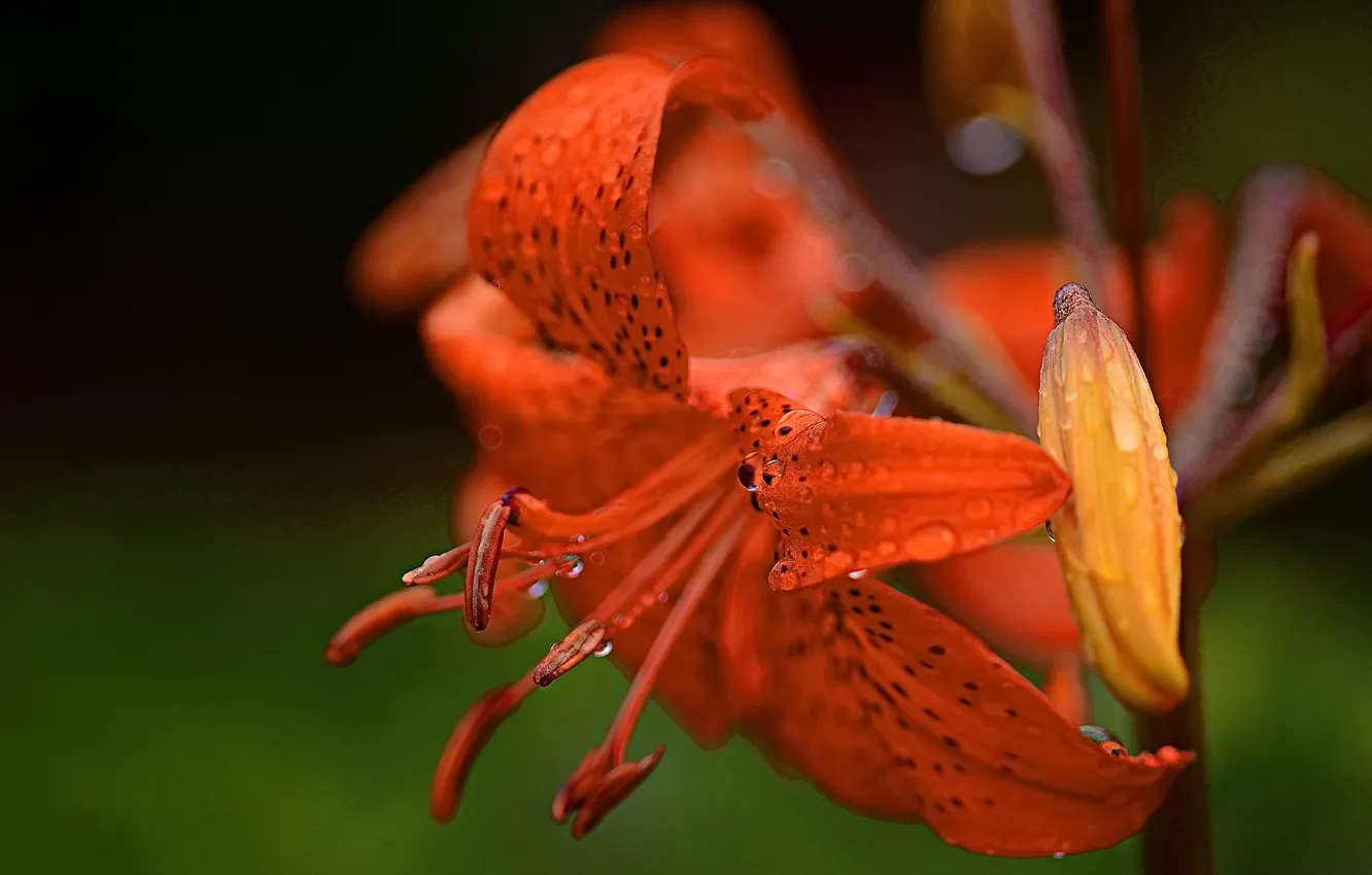 Photo wallpaper summer, flowers, nature, droplets