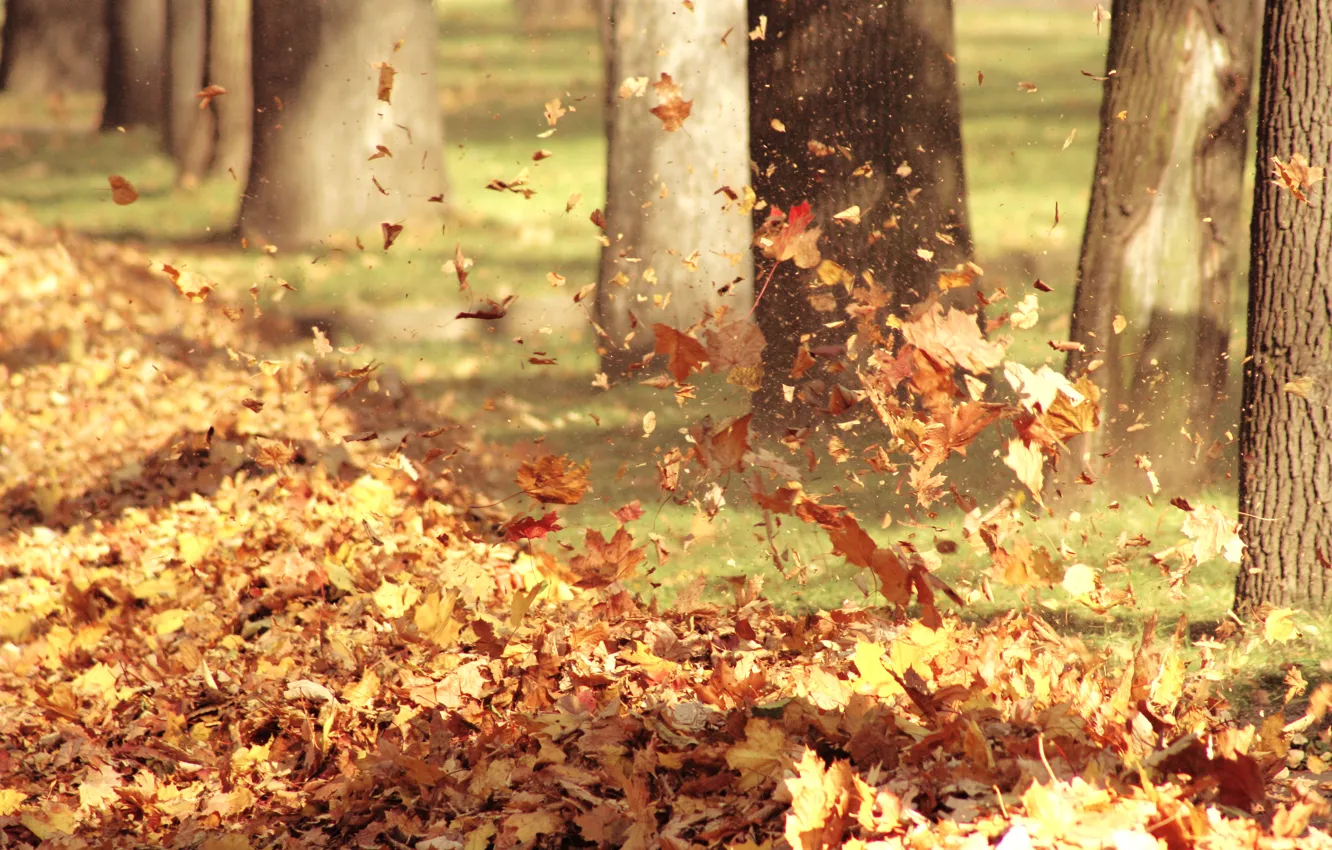 Photo wallpaper autumn, leaves, nature, the wind, the air
