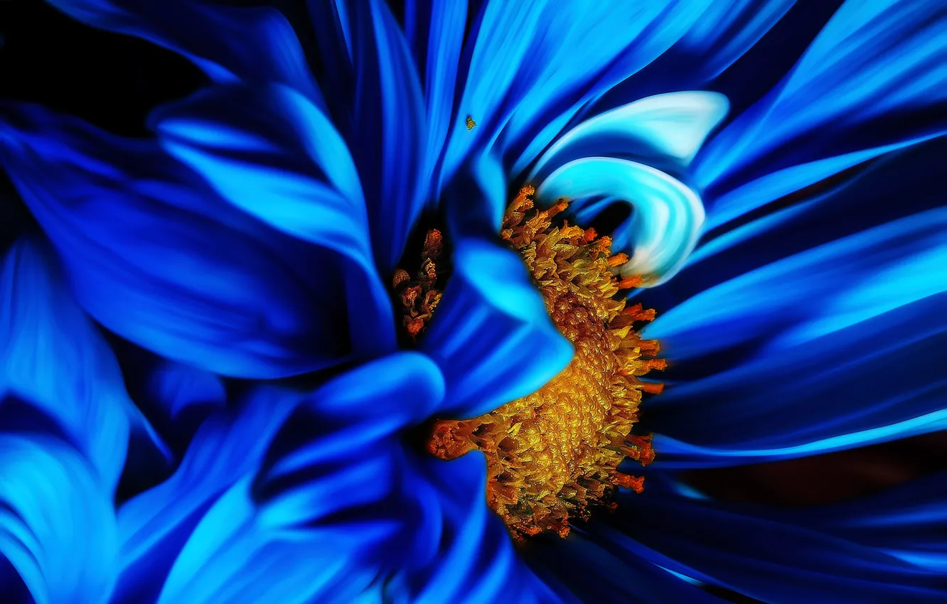 Photo wallpaper flower, nature, blue, plant, Macro, bloom
