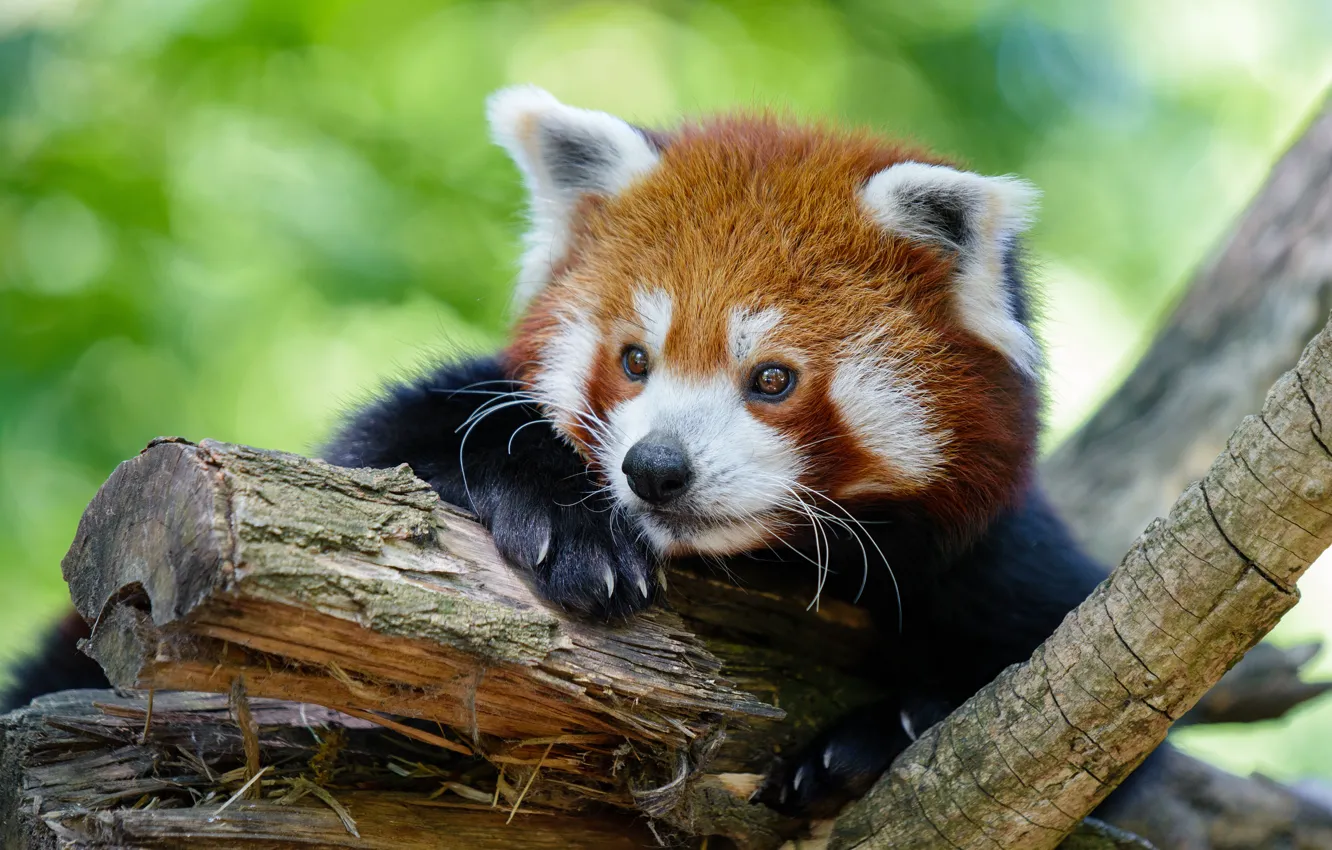 Photo wallpaper look, face, trees, pose, background, portrait, paws, claws