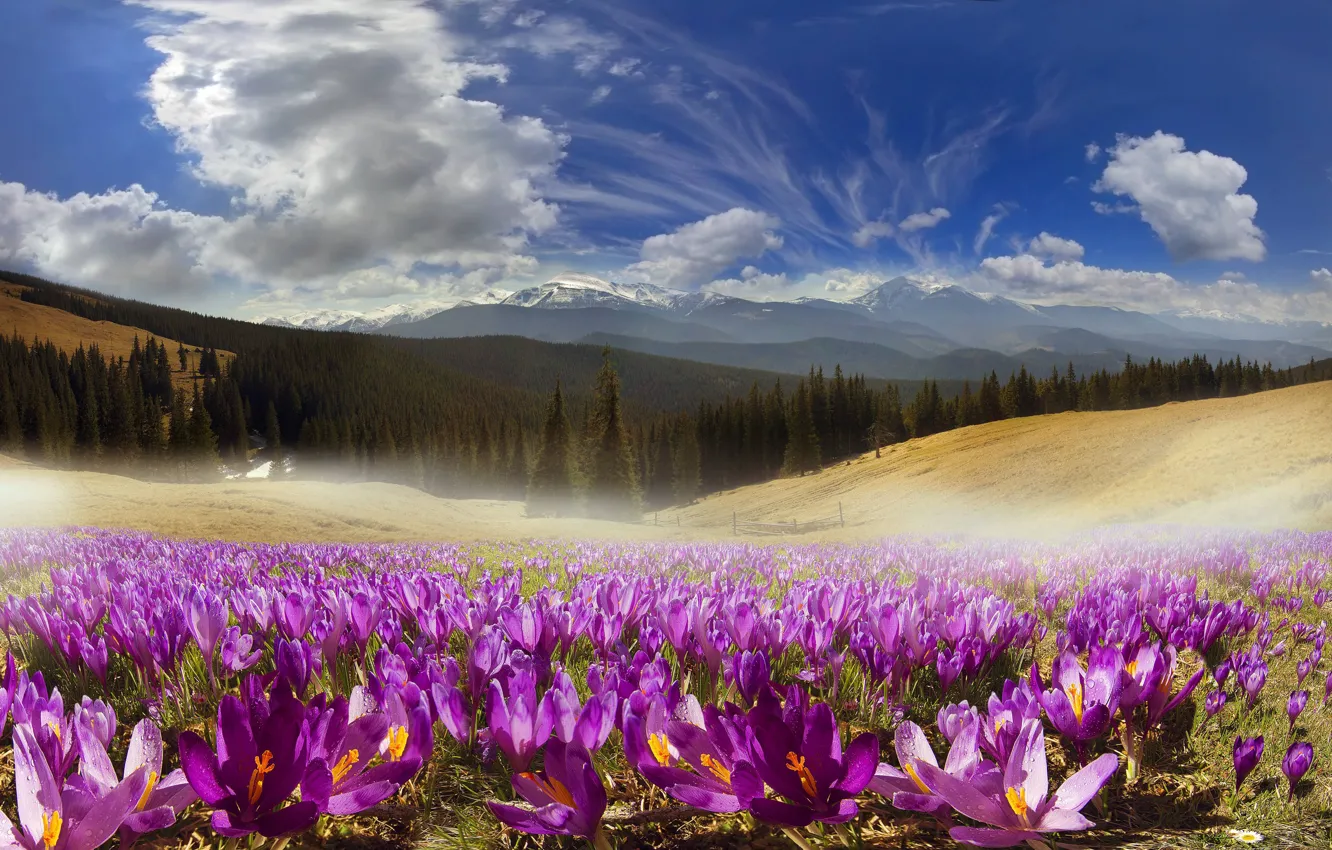 Photo wallpaper clouds, flowers, mountains, nature, Ukraine, nature, Ukraine, Carpathians