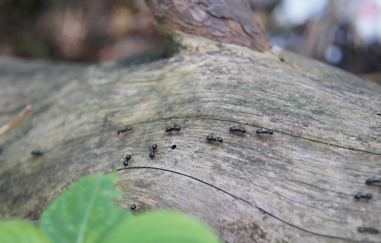 Photo wallpaper forest, summer, trees, nature, small, ants, insect, wood