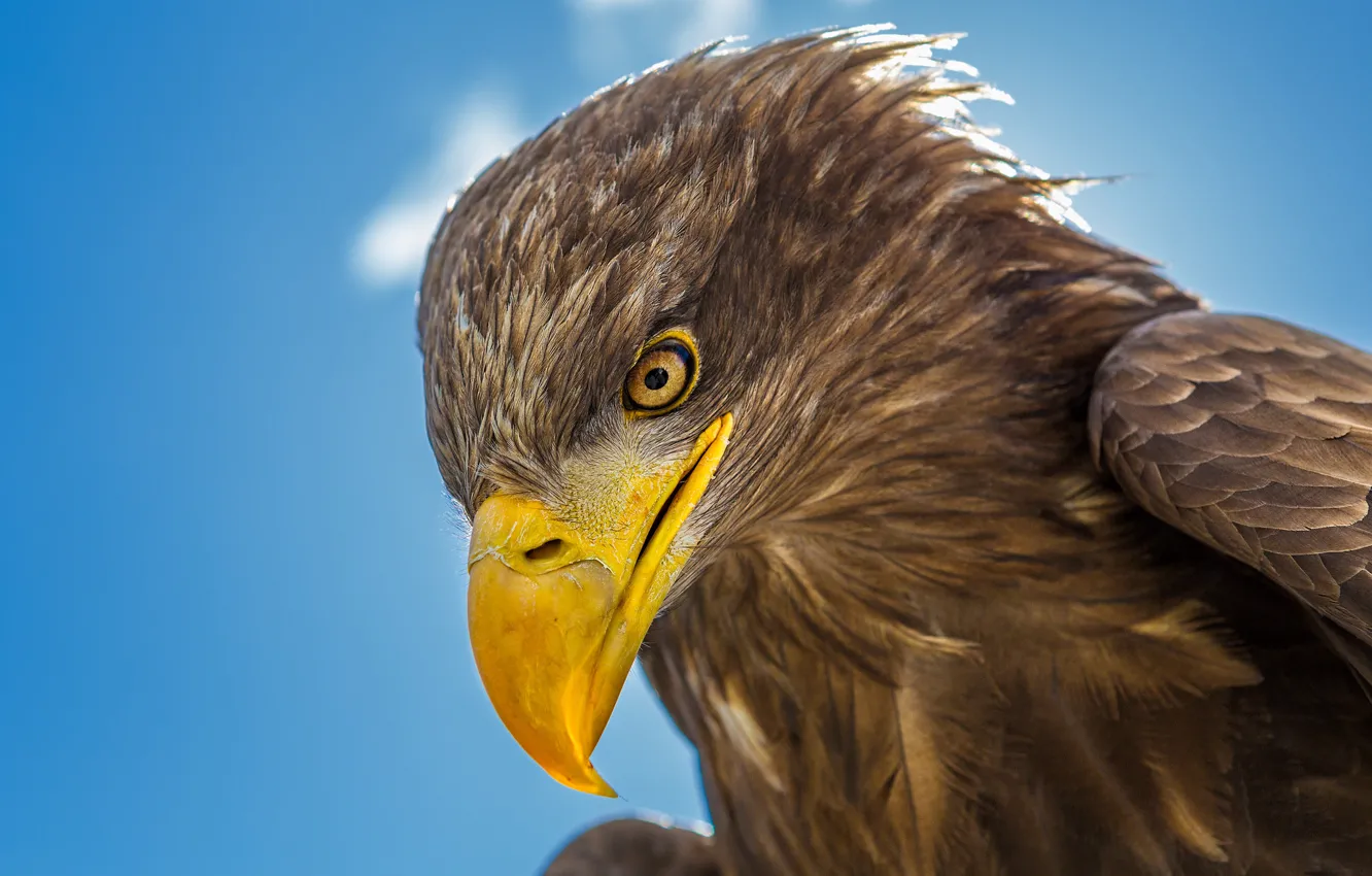 Photo wallpaper bird, head, beak, eagle