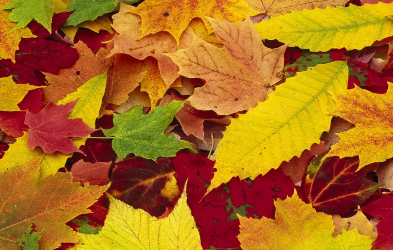 Photo wallpaper autumn, leaves, yellow, red, nature, seasons, colorful, fallen