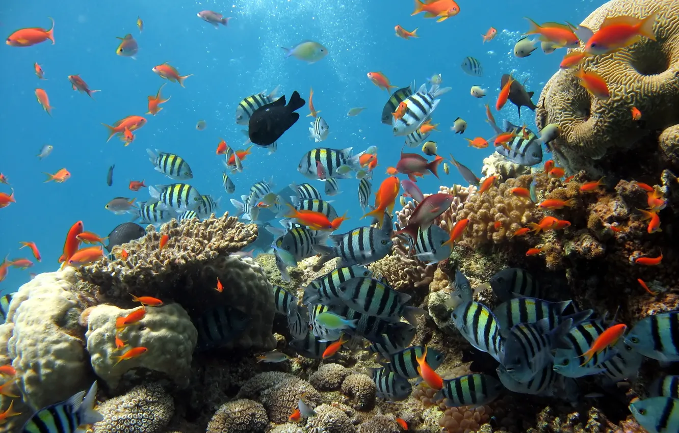 Photo wallpaper sea, fish, fish, the ocean, fishing, aquarium, corals, diving