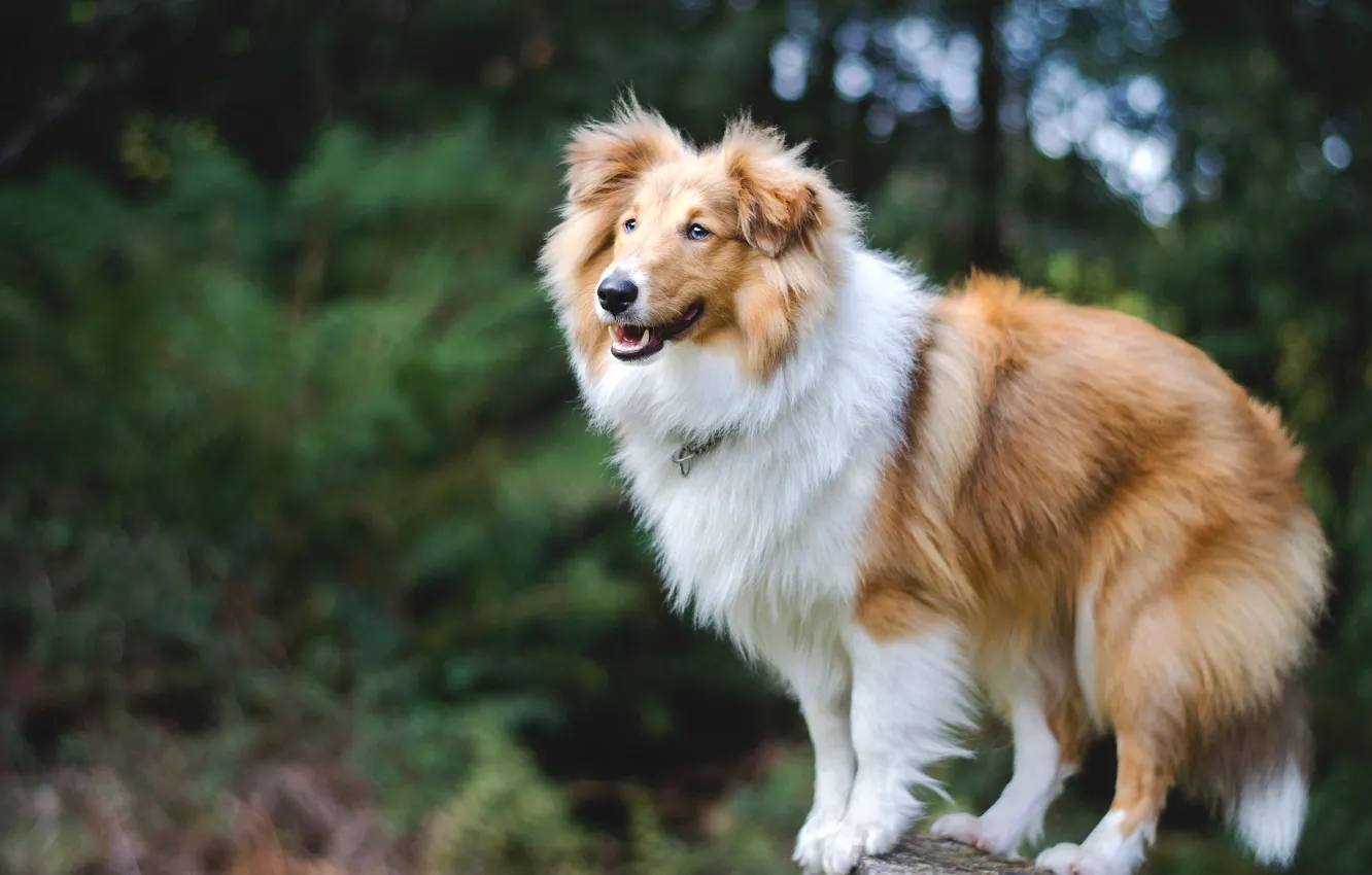 Photo wallpaper nature, dog, Sheltie, The Shetland Sheepdog
