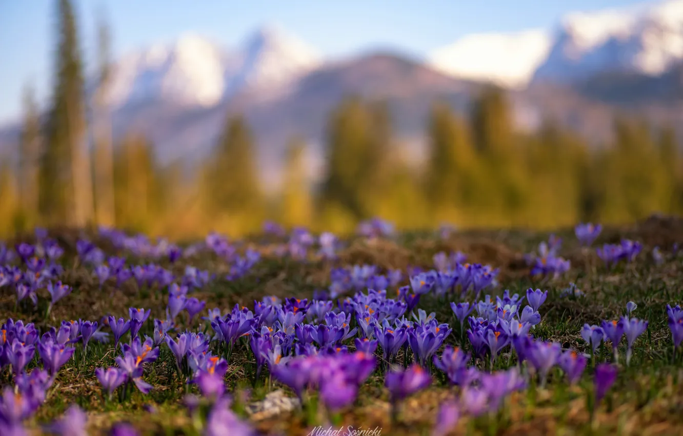 Photo wallpaper nature, spring, crocuses, primrose, Sośnicki Michael