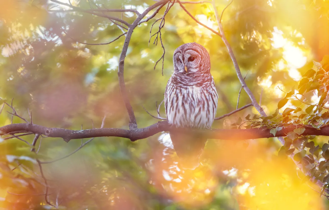 Photo wallpaper autumn, branches, owl, bird, yellow background, bokeh, owl