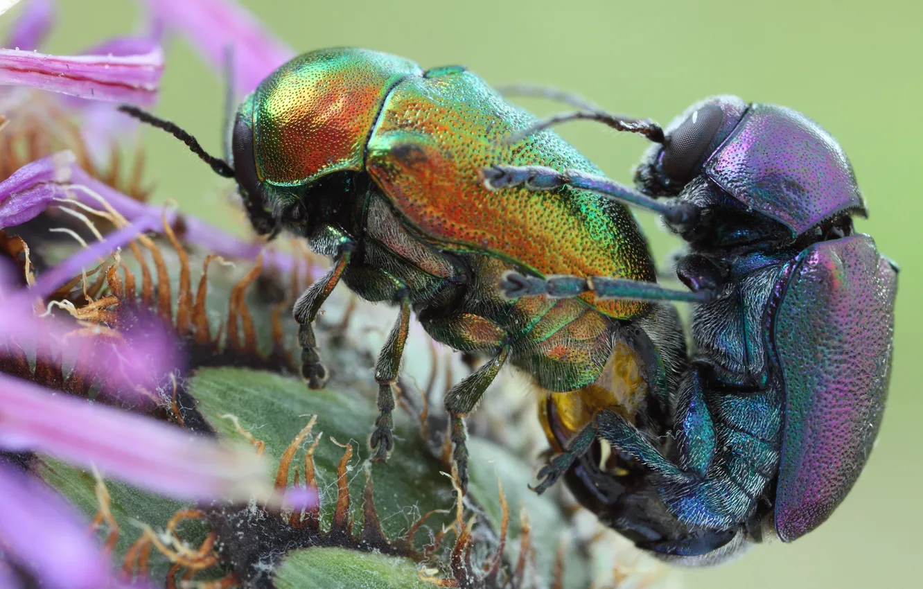 Photo wallpaper erotic, macro, love, background, passion, two, plant, feelings