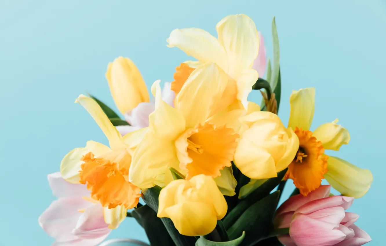 Photo wallpaper flowers, spring, yellow, tulips, pink, fresh, yellow, pink