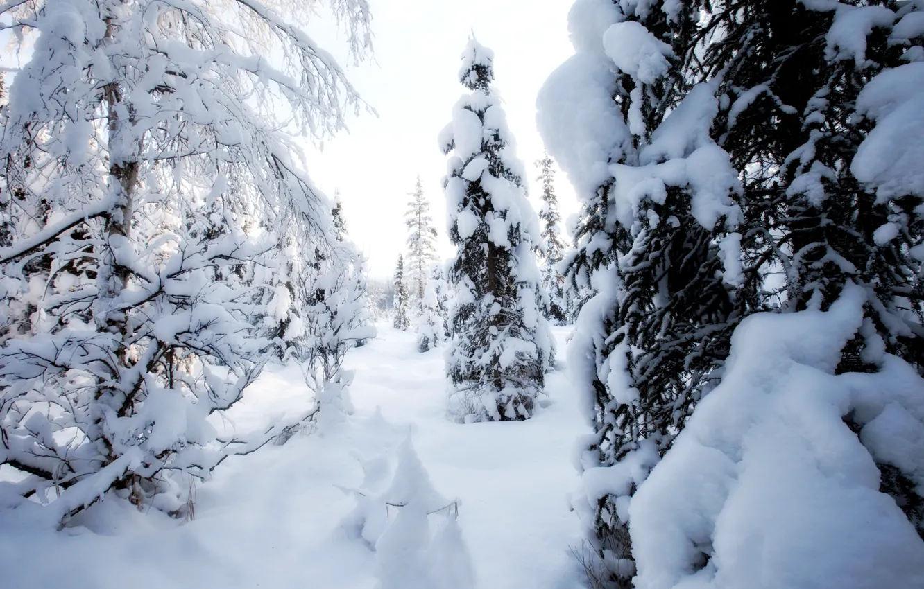 Photo wallpaper winter, snow, trees, day