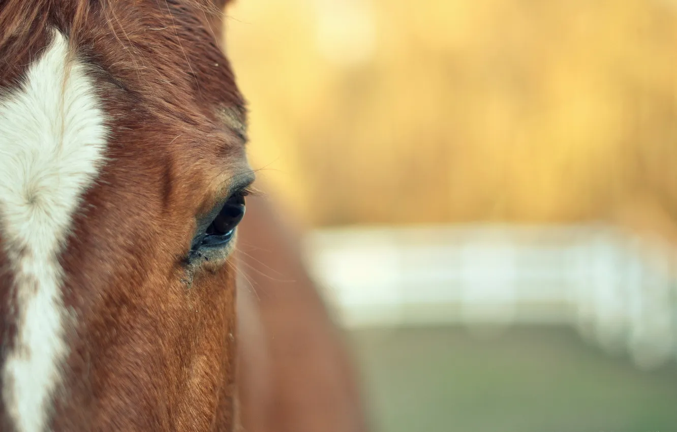 Photo wallpaper macro, background, horse