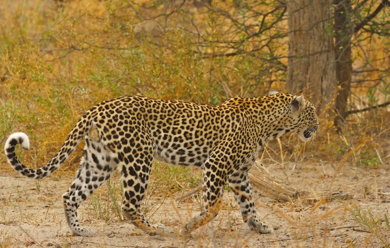 Photo wallpaper predator, spot, leopard, wild cat