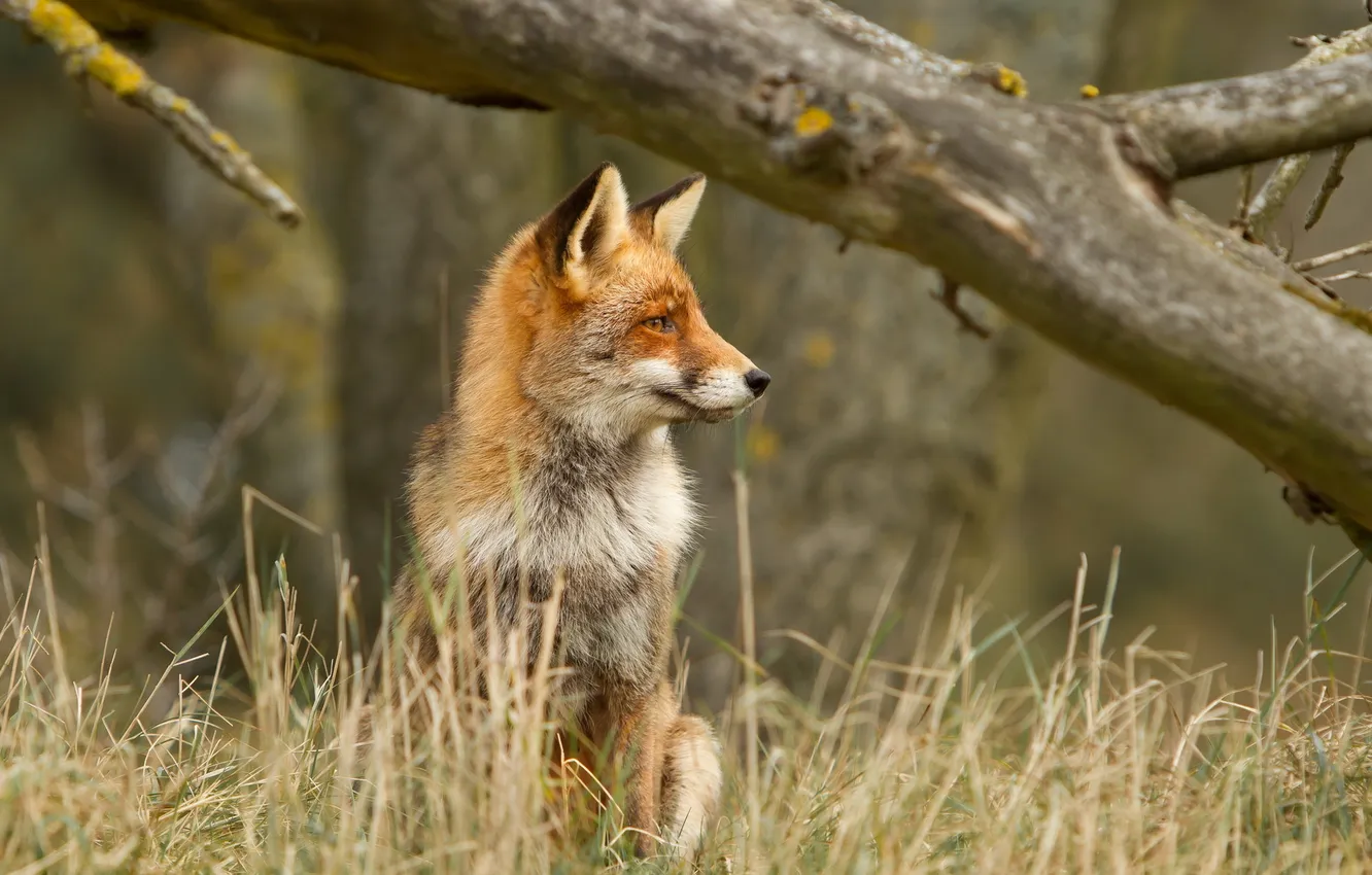 Photo wallpaper summer, nature, Fox