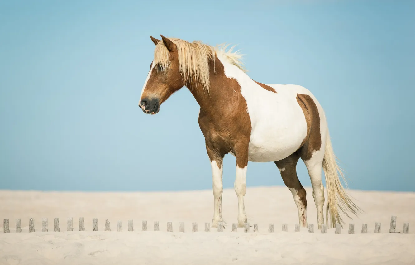 Photo wallpaper sand, horse, horse