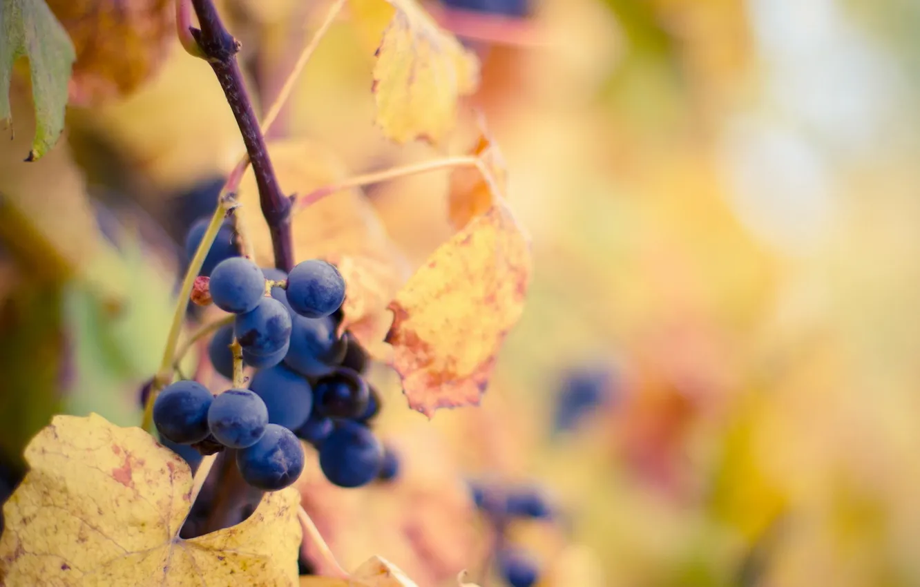 Photo wallpaper macro, nature, grapes