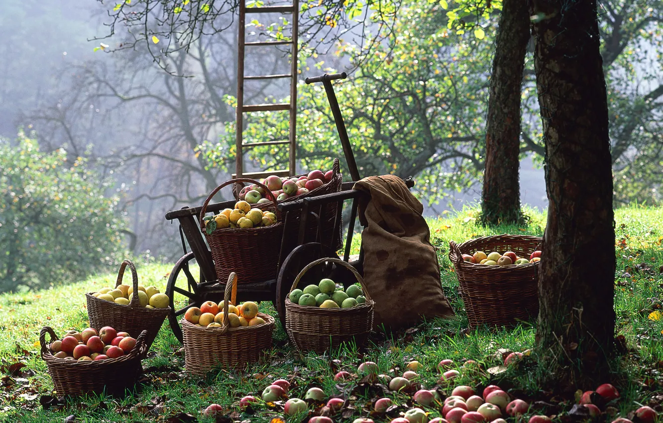 Photo wallpaper basket, apples, harvest