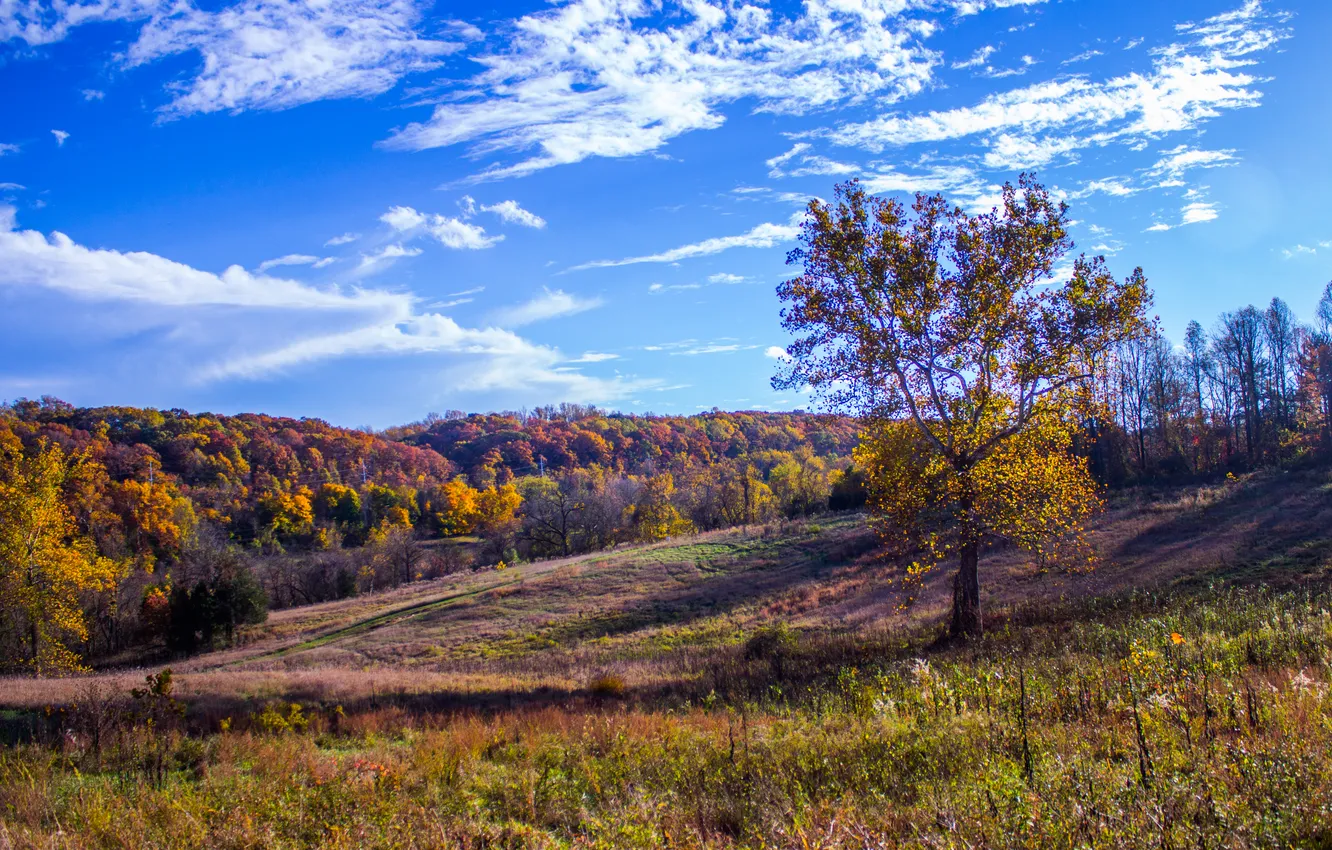 Photo wallpaper field, forest, grass, trees, landscape, nature