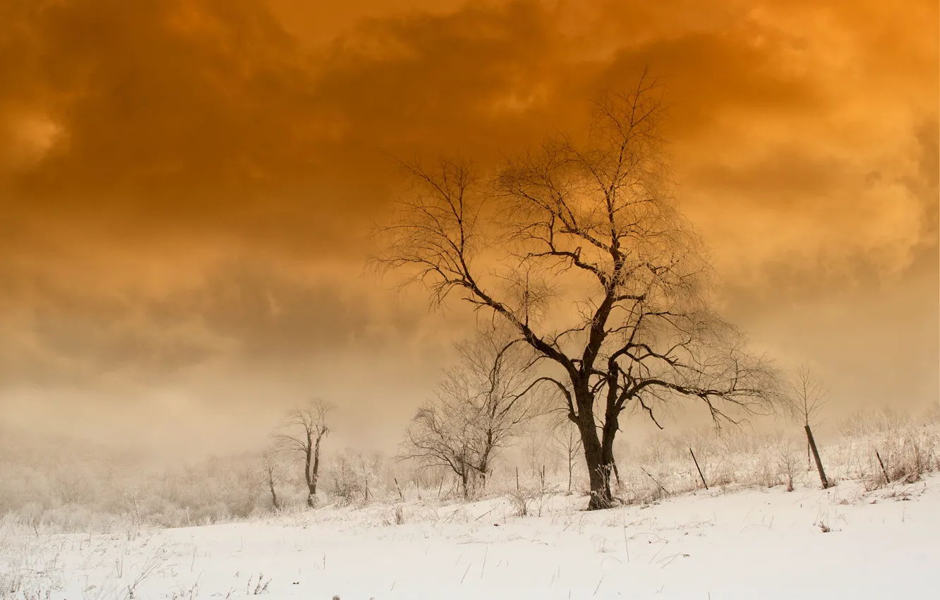 Photo wallpaper snow, trees, nature, paint