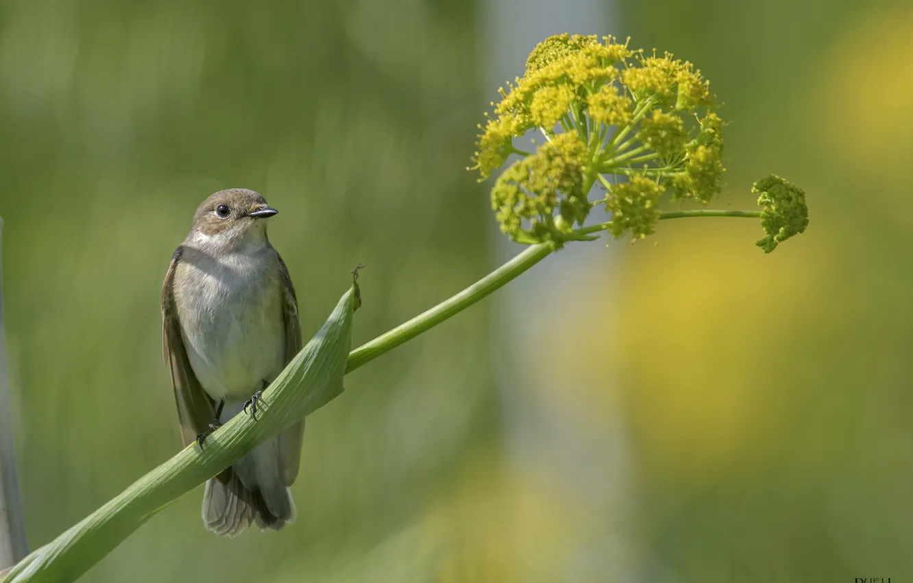 Photo wallpaper flowers, nature, bird, Sparrow, DUELL ©