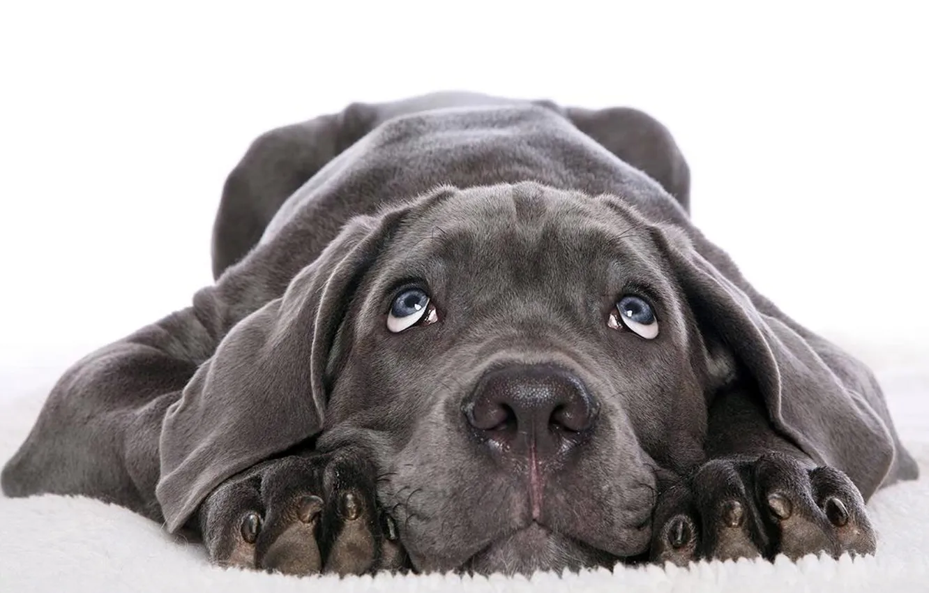 Photo wallpaper dog, animal, friend, it wasent' me