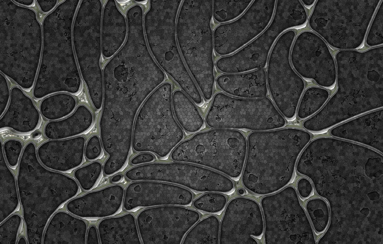 Photo wallpaper grey, cells, shell