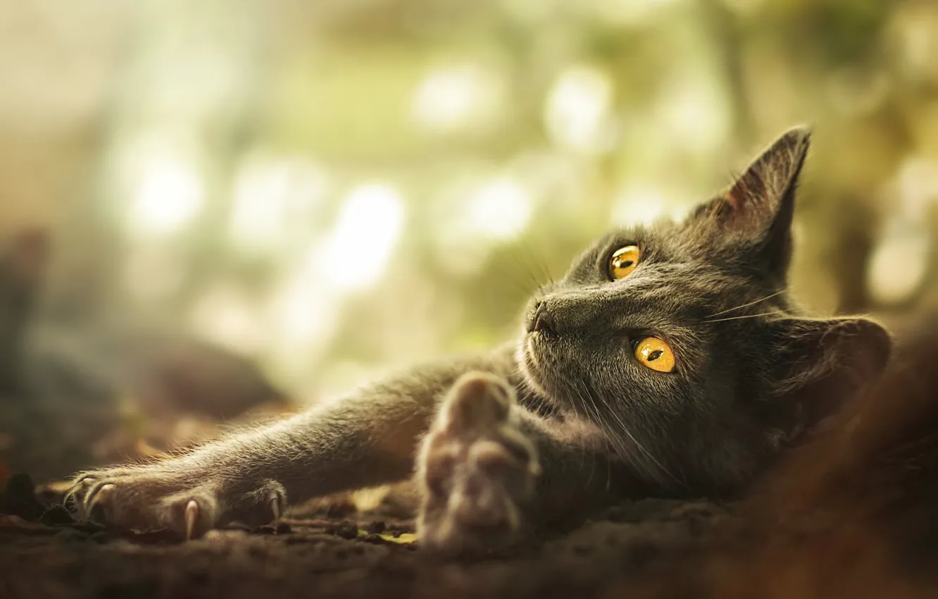 Photo wallpaper cat, cat, look, grey, background, paws, lies, bokeh