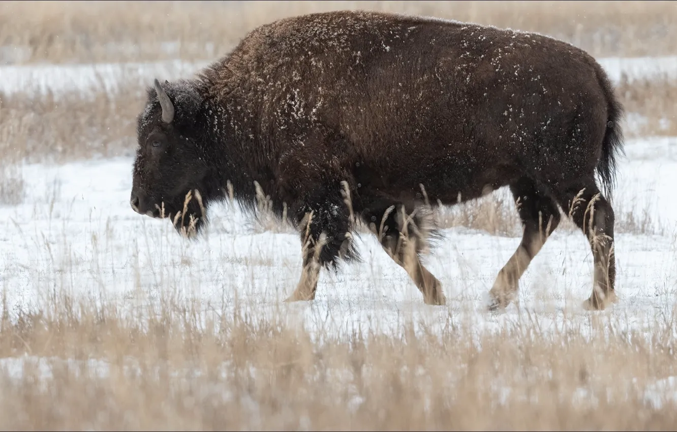 Photo wallpaper animal, nature, Buffalo, beast, bizon