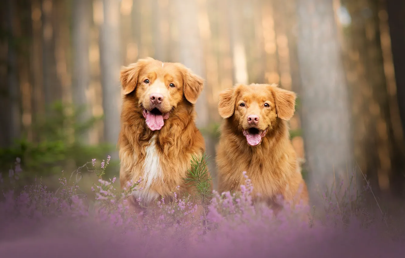 Photo wallpaper forest, dog, pair, bokeh, two dogs, Heather, Nova Scotia duck tolling Retriever