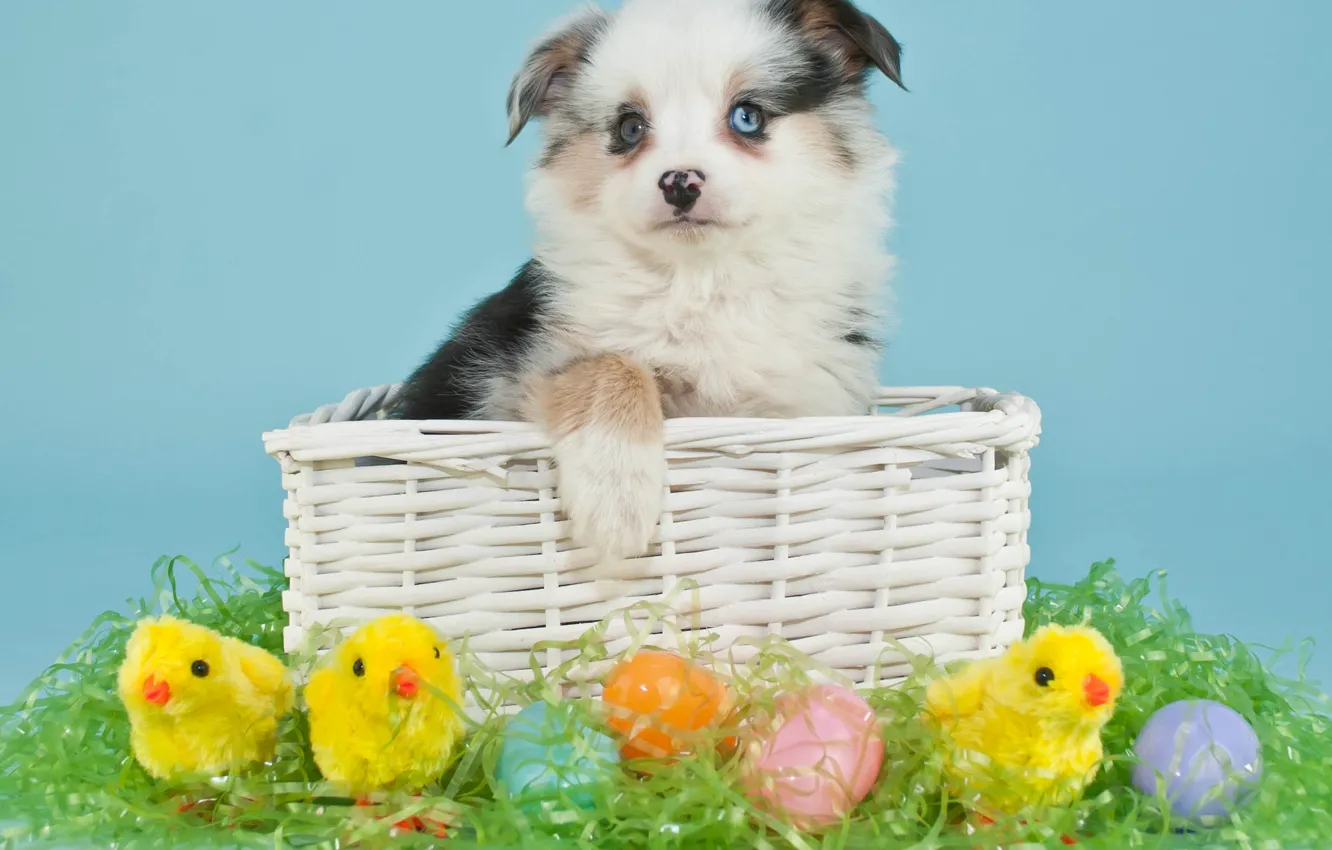 Photo wallpaper eggs, dog, Easter, Easter eggs