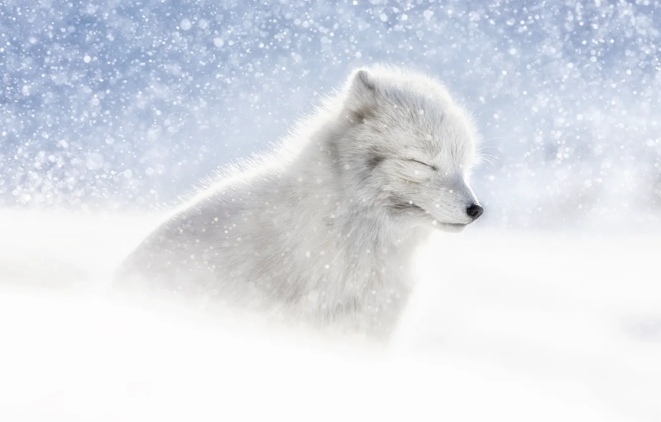 Photo wallpaper winter, white, snow, sitting, snowfall, Fox, closed eyes
