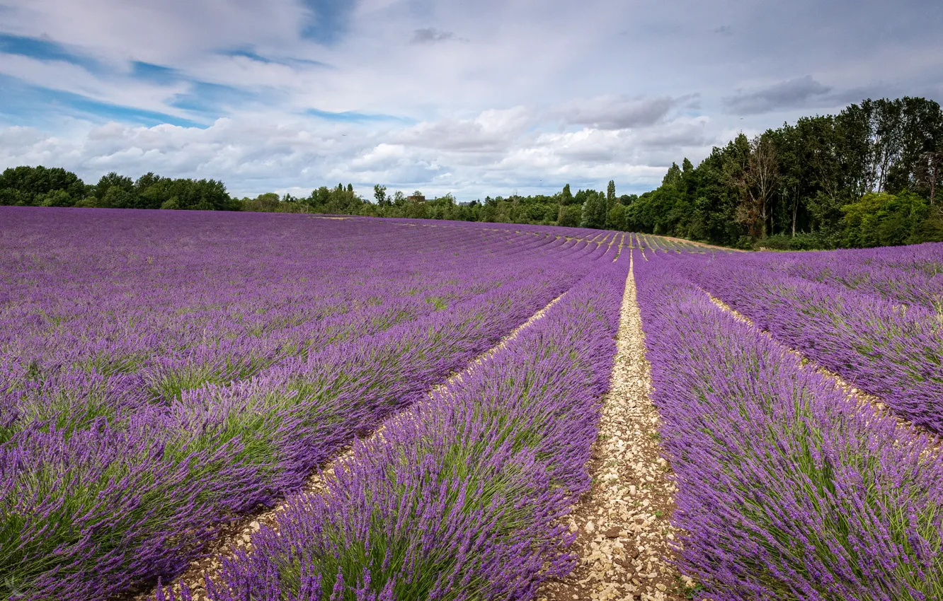 Photo wallpaper field, lavender, lavender field