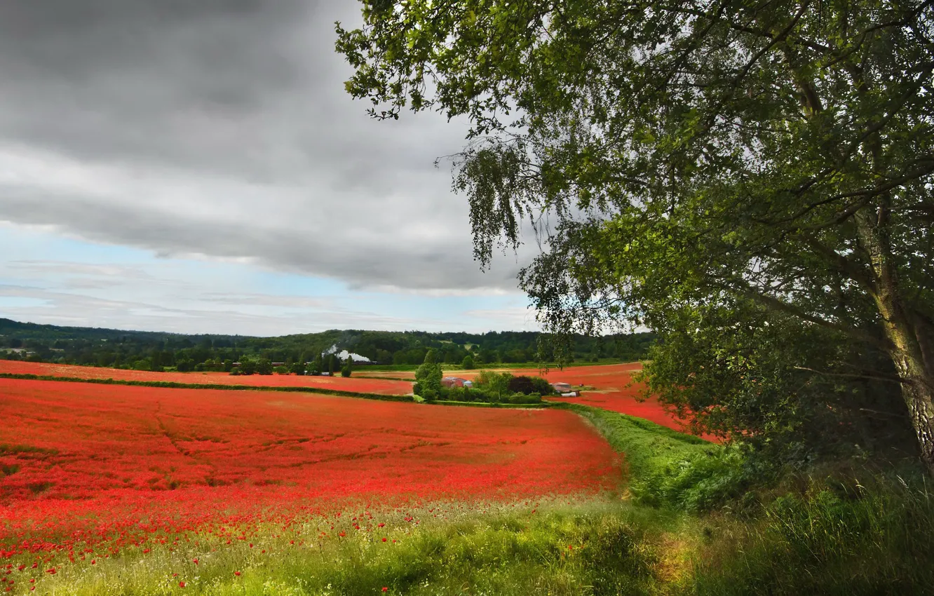 Photo wallpaper field, summer, Maki