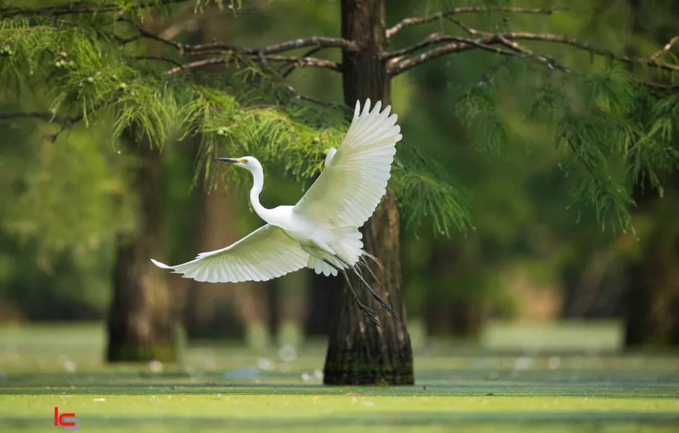 Photo wallpaper flight, bird, white, Heron
