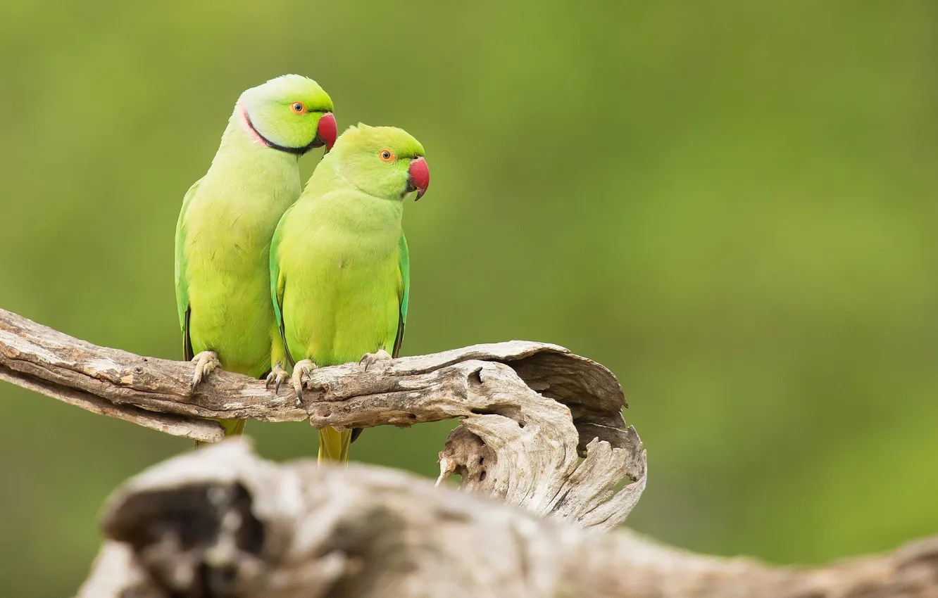 Photo wallpaper branches, green, bird, parrot, green background, two parrots, Alexandrine parrot