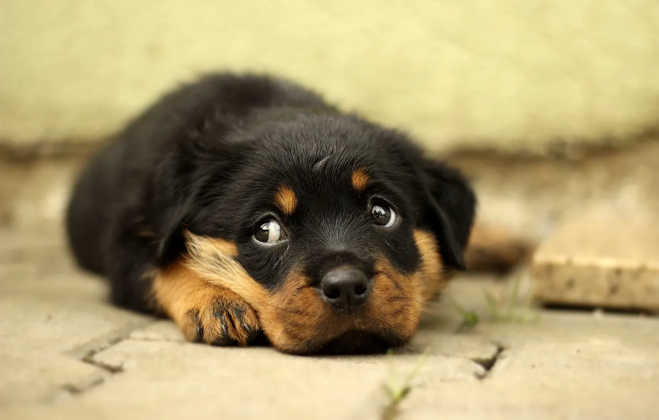 Photo wallpaper look, dog, small, puppy, face, Rottweiler
