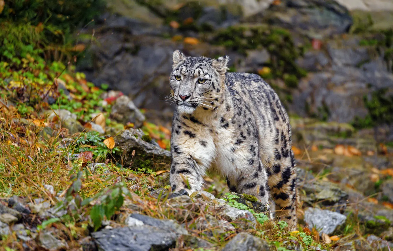 Photo wallpaper snow leopard, nature, walk, IRBIS, autumn, stones
