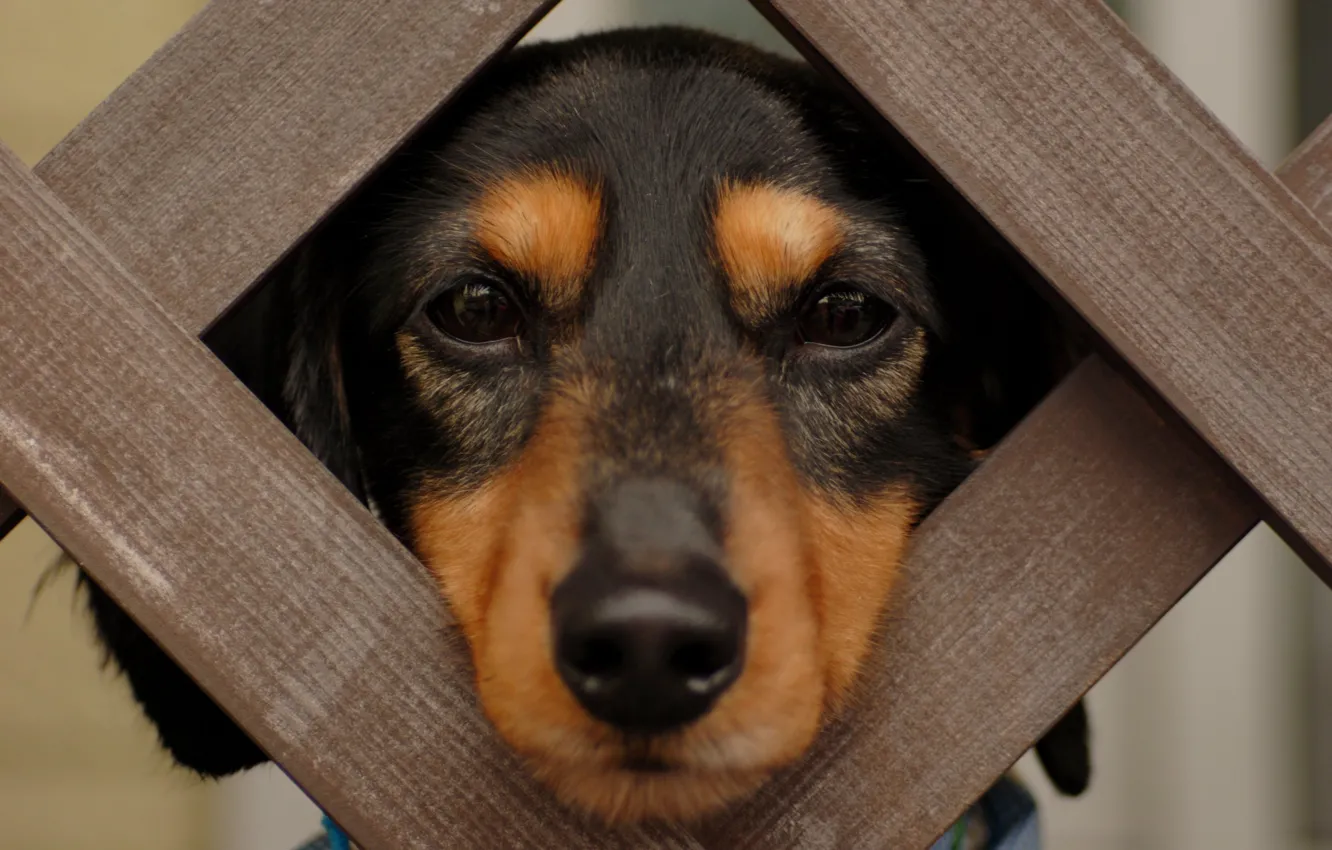 Photo wallpaper eyes, face, wool, nose, Dachshund, Groote