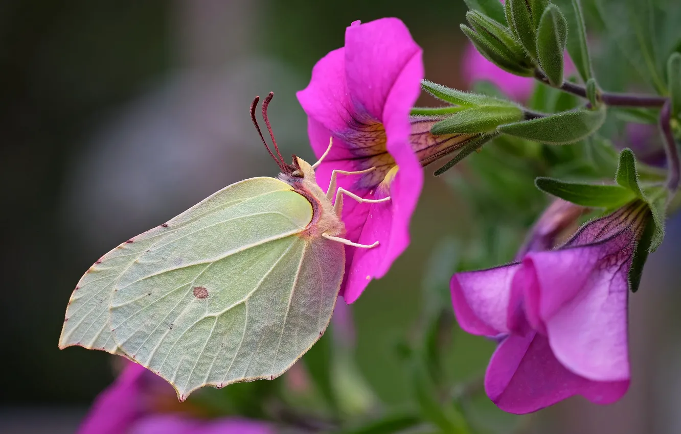 Photo wallpaper flowers, butterfly, bokeh