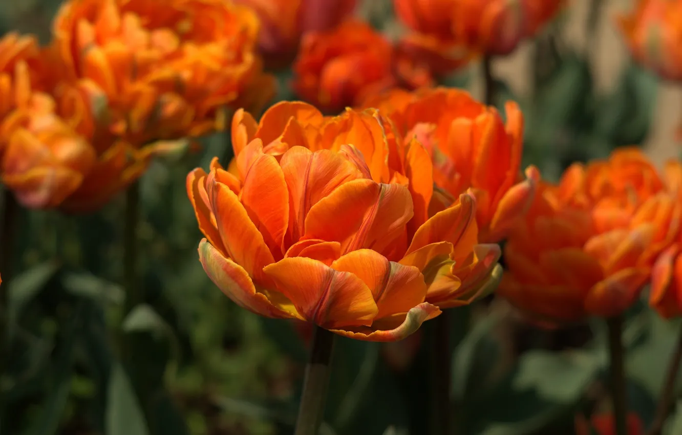 Photo wallpaper flower, orange, stems, Tulip, spring, petals, flowerbed, flowering
