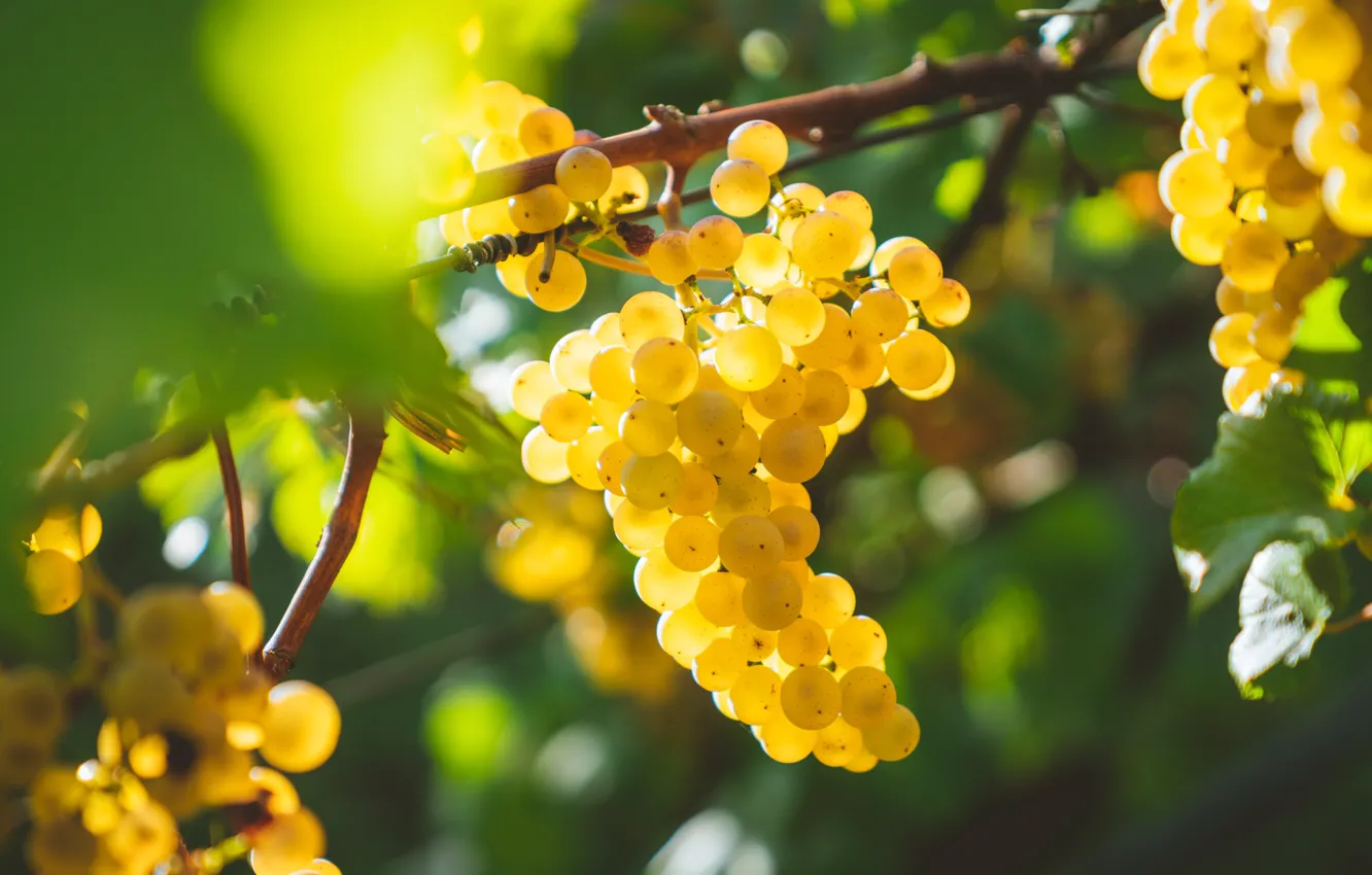 Photo wallpaper plant, food, grapes, bunch, bunch of grapes