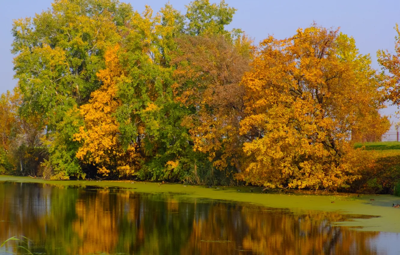 Photo wallpaper green, river, yellow, autumn