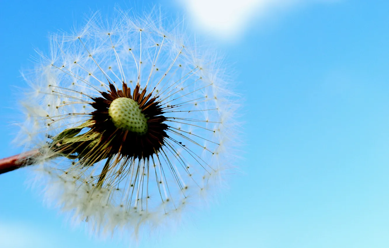 Photo wallpaper white, macro, dandelion, fuzzes