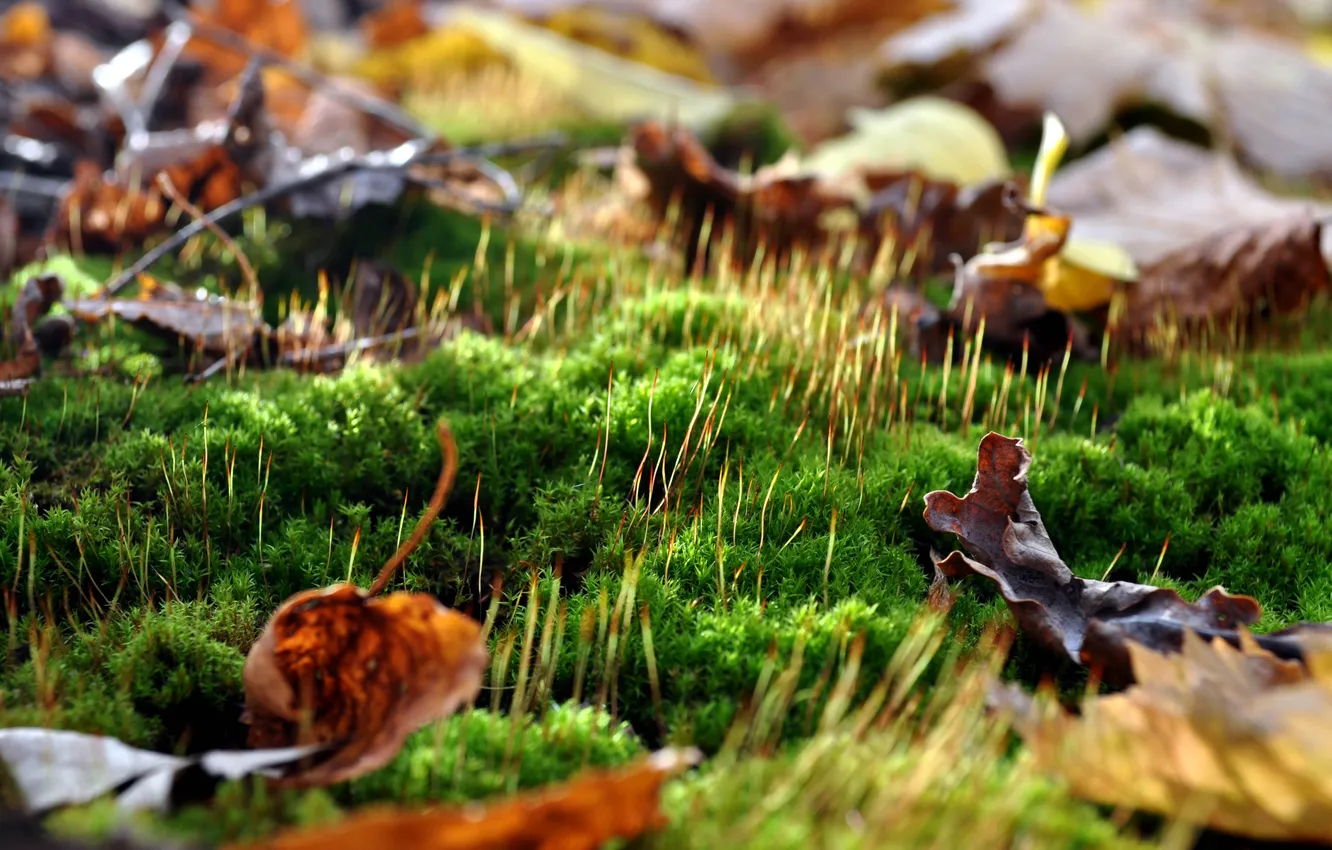 Photo wallpaper forest, leaves, moss, autumn in the forest