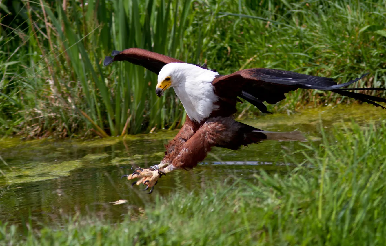 Photo wallpaper bird, hunting, White-screamer