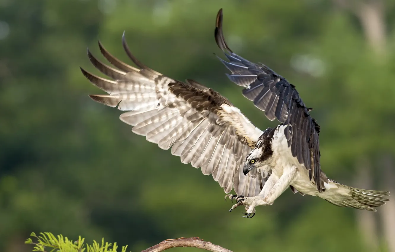 Wallpaper nature, bird, osprey for mobile and desktop, section животные ...